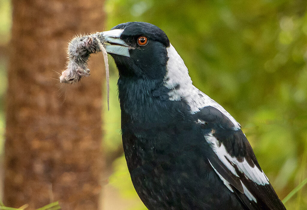 Protecting Wildlife: A Comprehensive Guide to Rodenticides and Safer Alternatives