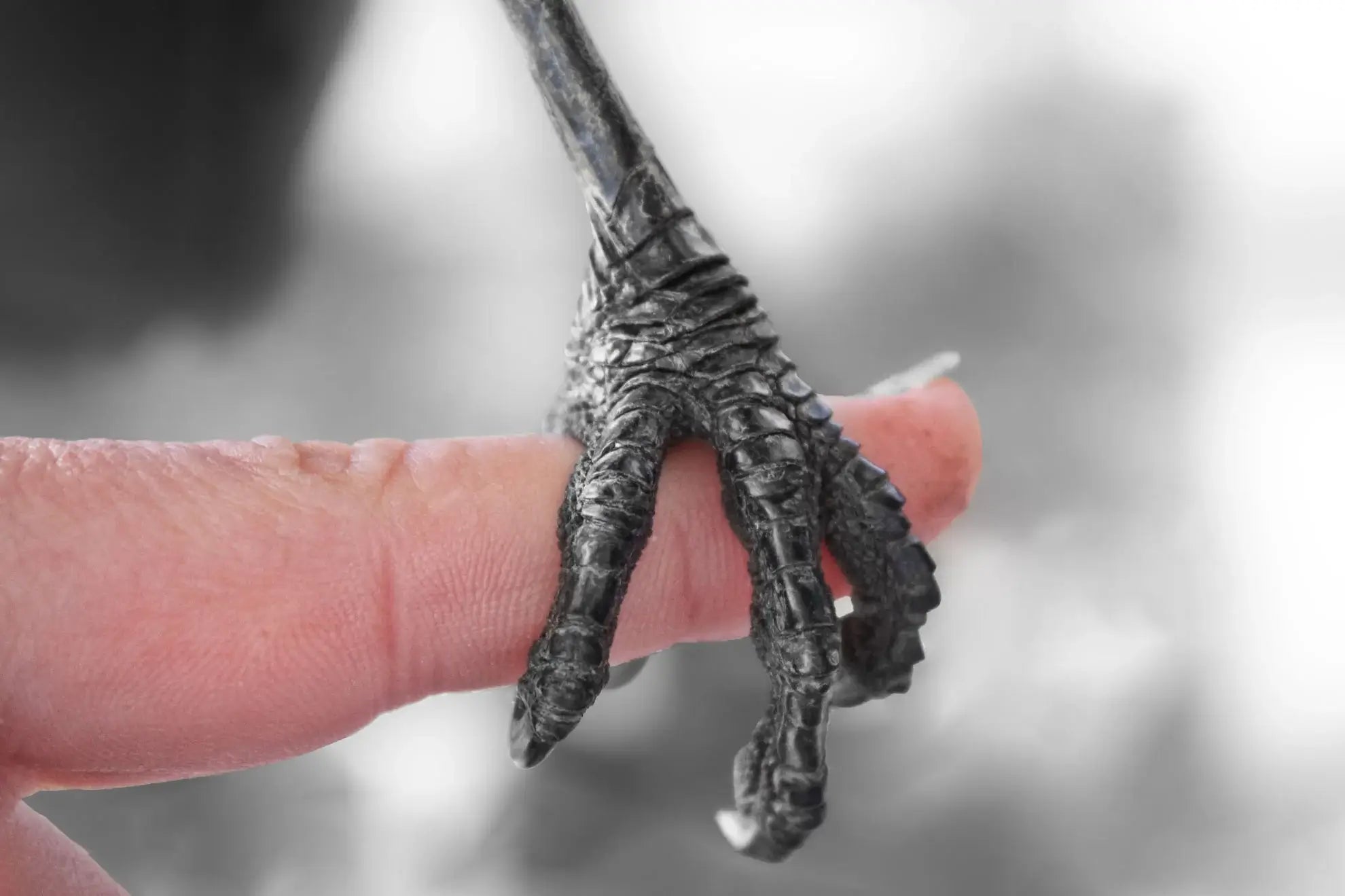 Magpie Therapy: Mental Health Benefits of Connecting with Birds