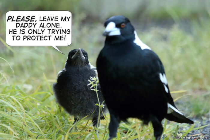 Magpie Swooping: Understanding the Behaviour of Australian Magpies