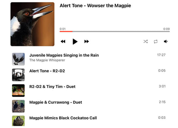 australian magpie sounds