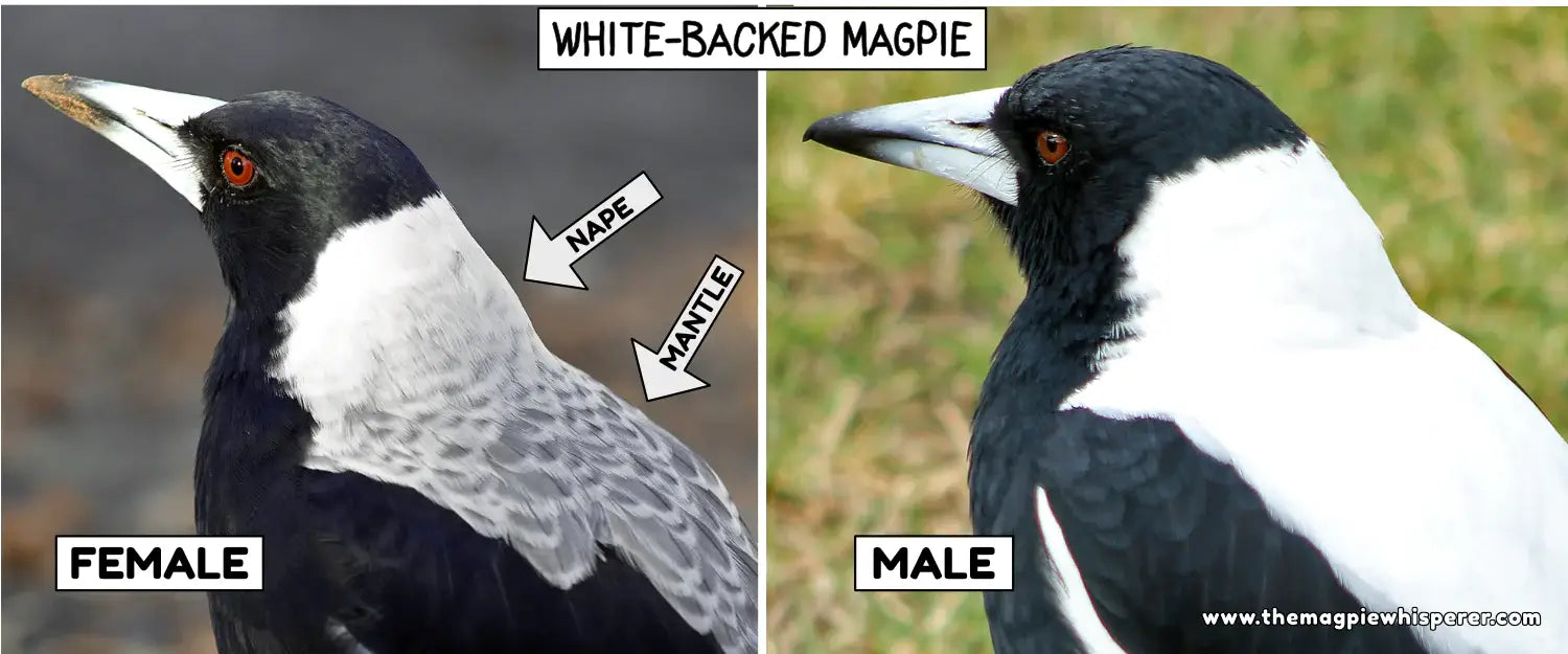 Recognising Magpie Gender: Determining Whether a Bird is Male or Female