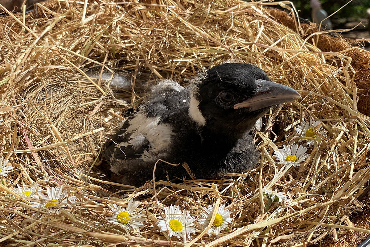Crafting a Cosy Nest for Magpie Hatchlings & Nestlings