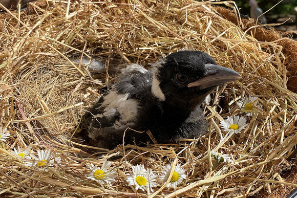 Magpie makeshift nest