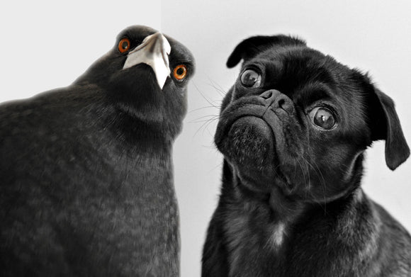 Australian Magpie and Dog