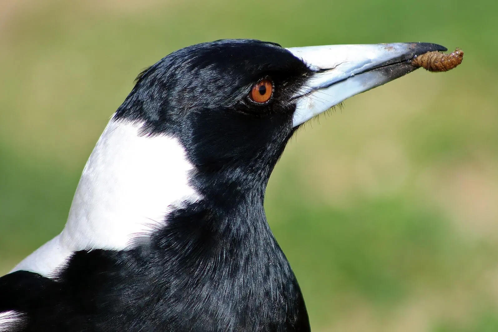 Feeding Magpies: Keeping Your Feathered Friends Healthy and Happy