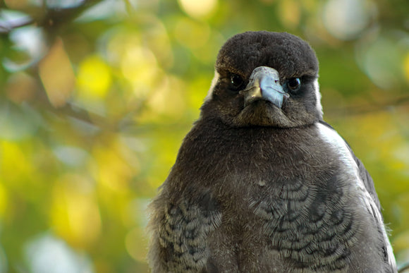 Grumpy Magpie Fundraising – The Magpie Whisperer