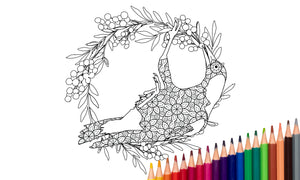 Magpie Colouring Page: Hanging from Wattle