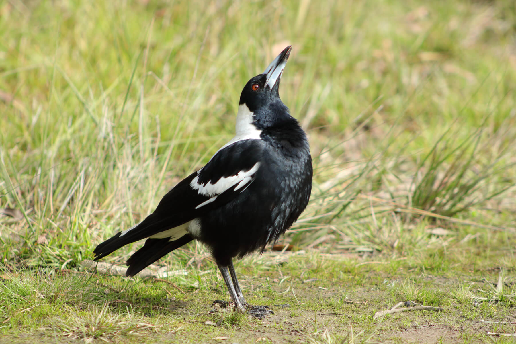 Australian Magpie Information - Habitat, Diet, Behaviour, and More