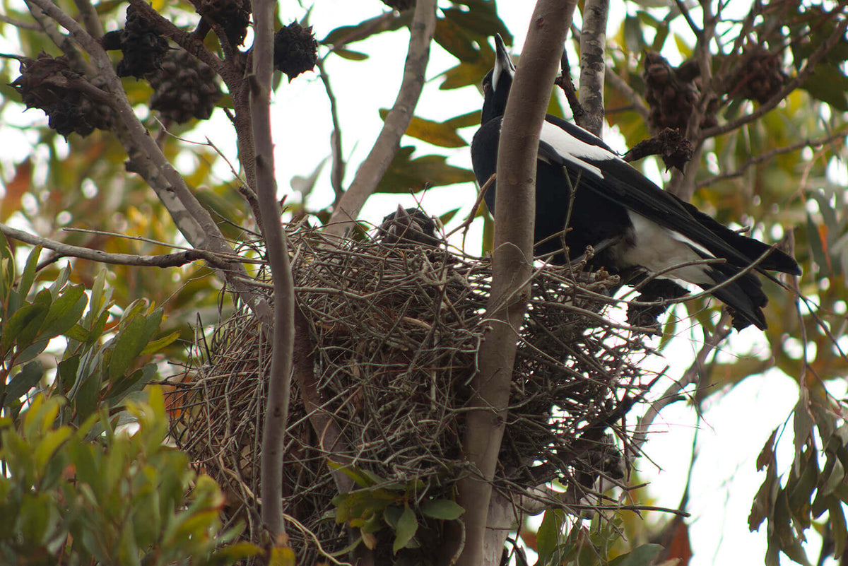 Magpie Reproduction The Remarkable Nesting Process of Australian Magpies: Location, Incuba ...