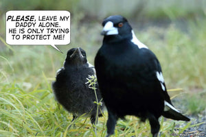 Magpie Swooping: Understanding the Behaviour of Australian Magpies