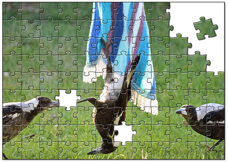 Magpie Jigsaw Puzzle - Three Playful Magpies